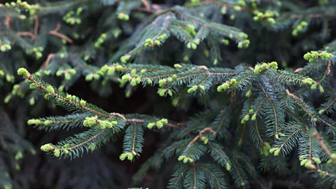 Anna Chaplygina/Getty Images Spruce tips, which appear fluorescent green, are only available for a few weeks in spring (Credit: Anna Chaplygina/Getty Images)
