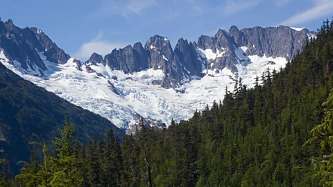 imageBROKER/Alamy Skagway locals and visitors can collect spruce tips from the nearby forest and sell them to Skagway Brewing Co. for $5 per pound (Credit: imageBROKER/Alamy)