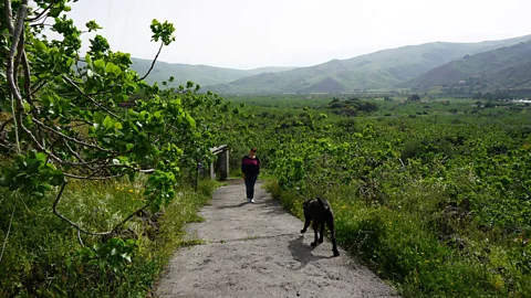 Coral Sisk Bronte’s volcanic soil contributes to bolder pistachio aromas and flavours (Credit: Coral Sisk)