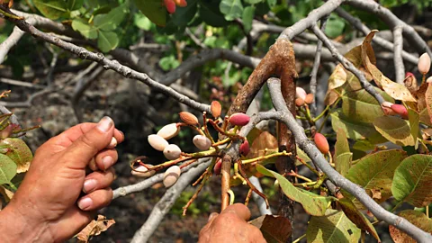 REDA&CO/Getty Images Because of the rugged volcanic terrain, Bronte pistachios must be cared for and harvested by hand (Credit: REDA&CO/Getty Images)
