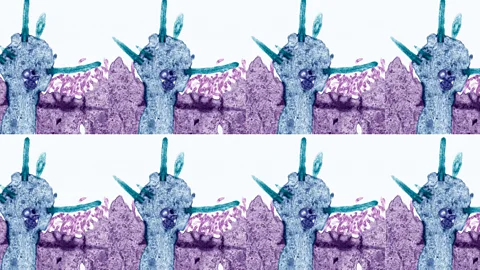 Alamy (Credit: Alamy)