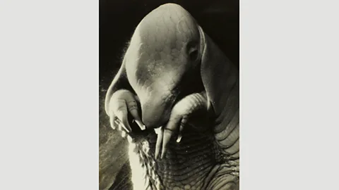 Centre Pompidou Portrait d’Ubu is a strangely poignant interpretation of a character from the play Ubu Roi as an armadillo (Credit: Centre Pompidou)