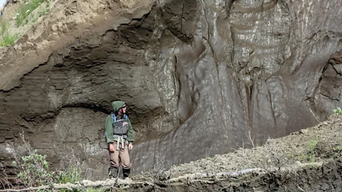 Sue Natali The rapid thawing of permafrost causes "mega slumps" that puncture the landscape like the holes in swiss cheese (Credit: Sue Natali)