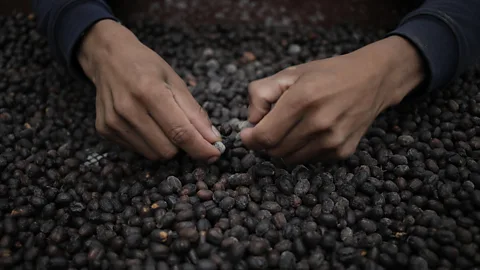 Alamy Stock Photo A worker sorts coffee beans at the Lamastus Family Estate farm in Boquete, Panama (Credit: Alamy Stock Photo)