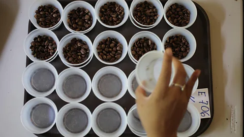 Alamy Stock Photo Coffee bean samples are displayed at the international "The Best of Panama" competition (Credit: Alamy Stock Photo)