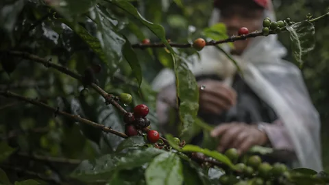 Alamy Stock Photo Coffee beans are collected at the Lamastus Family Estate farm in Panama (Credit: Alamy Stock Photo)