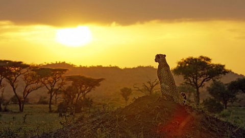 Kike the cheetah sits on a mound, looking out into the sunset.