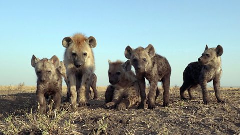 A pack of young hyenas.