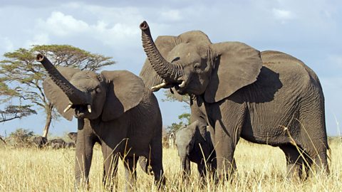 Two adult elephants, trunks raised, with a baby elephant.