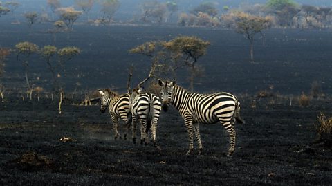 Three zebras against a burnt landscape.