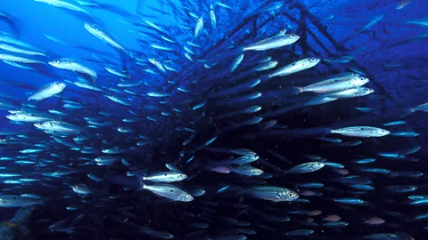 Alamy Underwater wrecks of oil supertankers like the Amoco Milford Haven that sank off the coast of Italy in 1991 can become havens for marine life (Credit: Alamy)