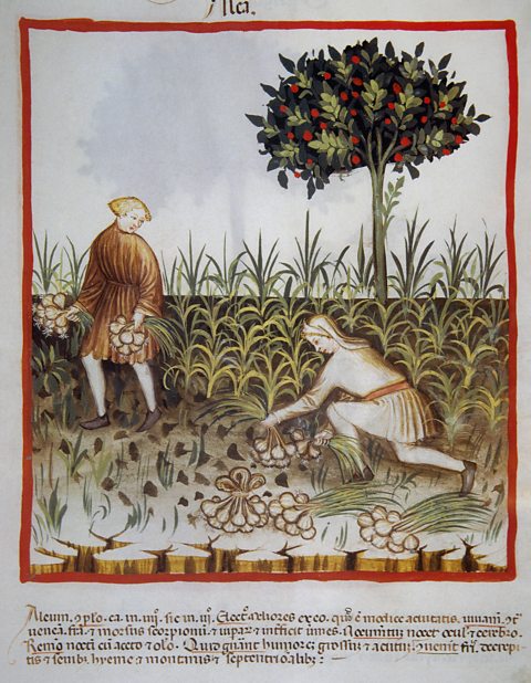 Medieval handbook of health showing people picking garlic for medicinal uses