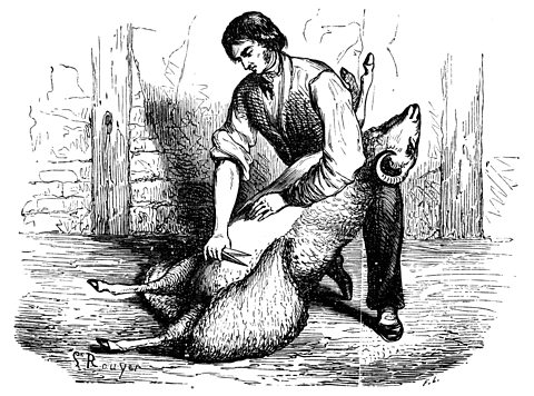 Old illustration showing manual sheep shearing