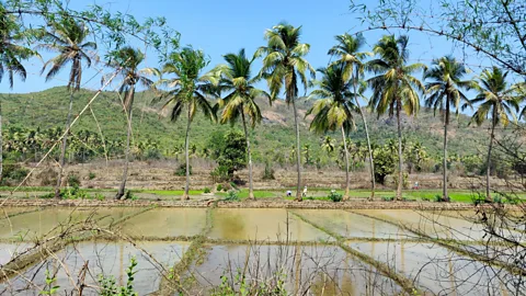 Charukesi Ramadurai The afternoon siesta was a necessity in Goa, traditionally an agrarian society where people woke up early (Credit: Charukesi Ramadurai)