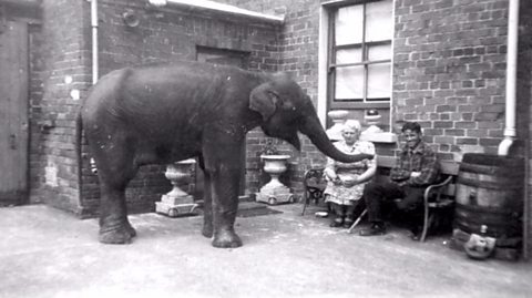 WW2: How did an elephant beat the Belfast Blitz?