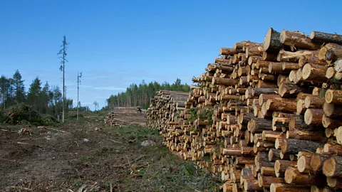 Could wooden buildings be a solution to climate change?