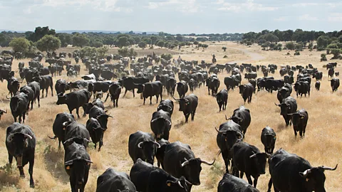 Antolín Avezuela Cowboys herd Avileña-Negra Ibérica cows during Spain's bi-annual migration