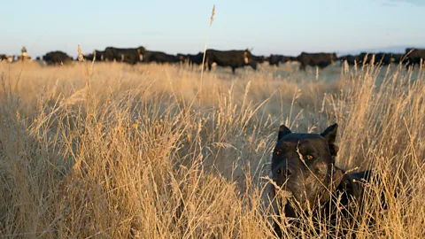Antolín Avezuela A Spanish Alano dog rests during Spain's bi-annual migration