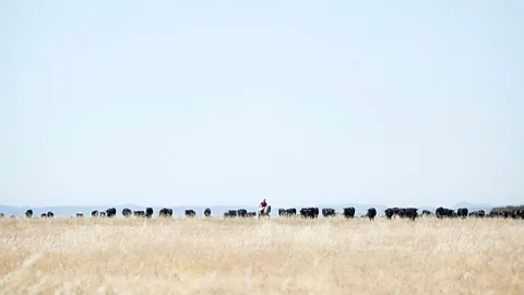 Antolín Avezuela View of cattle during Spain's bi-annual migration