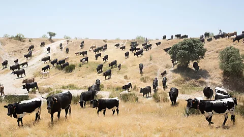 Antolín Avezuela Transhumance in Spain