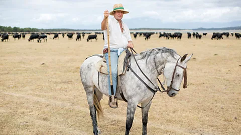 Antolín Avezuela A cowboy and his herd during Spain's bi-annual migration