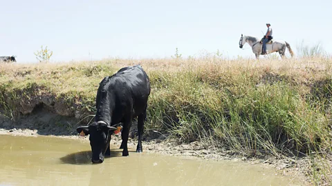 Antolín Avezuela A cow drinks water during Spain's bi-annual migration