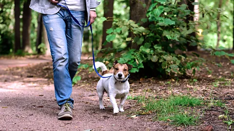 Getty Images There is a certain pleasure in simply walking without having to worry about the good it is doing us (Credit: Getty Images)