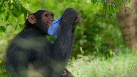 その他 Animals at Play [DVD] BBC Two - Animals at Play