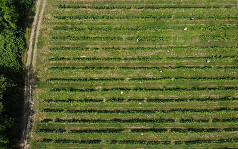 Taylor Weidman (Credit: Taylor Weidman)