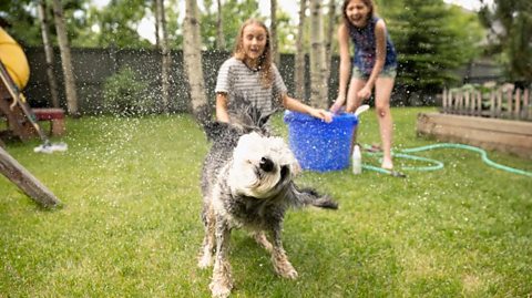 A dog shaking water everywhere after escaping the two tween girls trying to wash it.