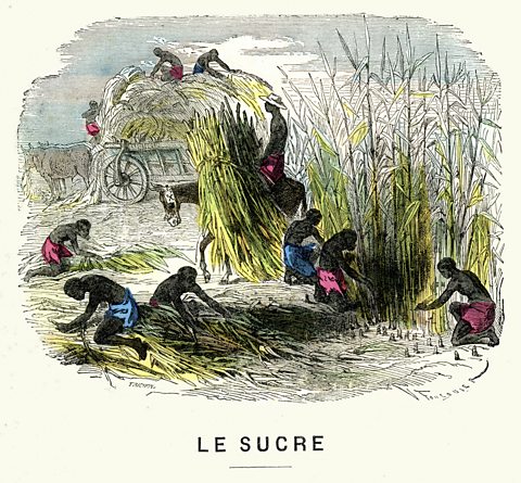 Illustration showing enslaved people harvesting sugar beet.