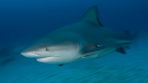 Watch: Girl, 11, frightened from surf by approaching shark