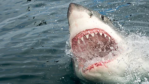 Huge shark attacks fish from a girls fishing line in South