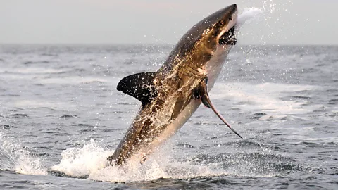 Baby shark with a 'human' face 