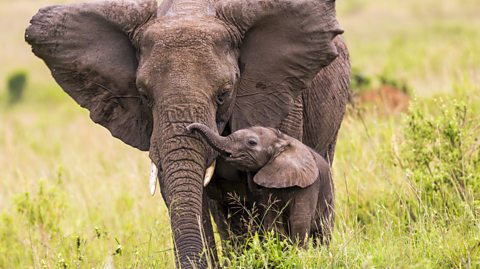 African elephant with calf