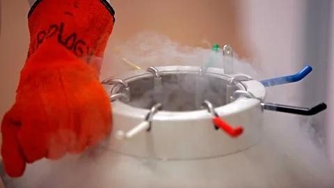 Getty Images Embryonic stem cells are removed from deep freeze and thawed before being worked on (Credit: Getty Images)