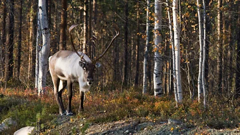 Getty Images The highly endangered wild forest reindeer has benefitted from cross-border green belt areas in northern Europe (Credit: Getty Images)