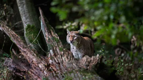 Getty Images The endangered Balkan lynx, a subspecies of Eurasian lynx, roams hunting grounds across Albania, Kosovo, North Macedonia and Montenegro (Credit: Getty Images)