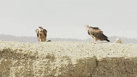 Daniel Agha-Rafei (Credit: Daniel Agha-Rafei)