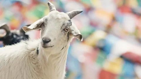 Daniel Agha-Rafei (Credit: Daniel Agha-Rafei)