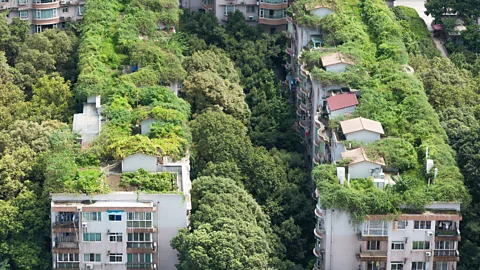 Getty Images Lush vegetation helps to keep cities such as Chengdu, China, cool in summer (Credit: Getty Images)