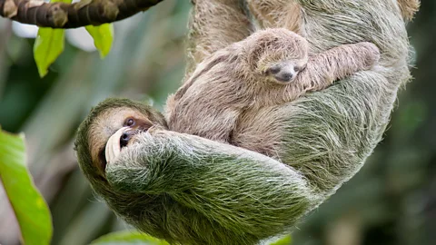 Getty Images Baby sloths must constantly suckle because the mother only produces tiny amounts of milk at a time (Credit: Getty Images)