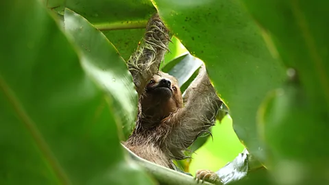 Getty Images A sloth's diet of leaves is nurtitionally poor and low in calories (Credit: Getty Images)