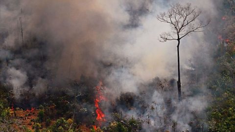 Amazon forest fires