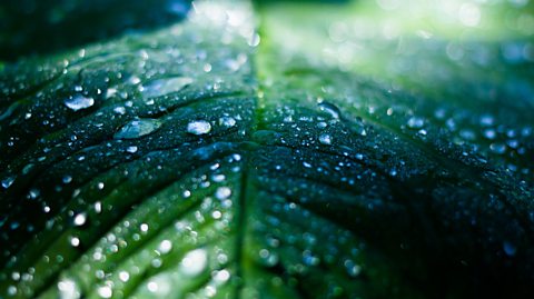 rain on leaf