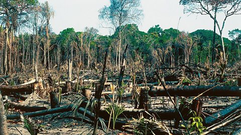 Deforestation in the Amazon rainforest.