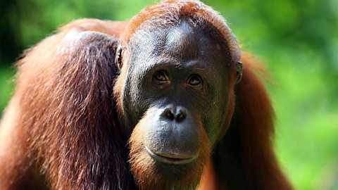 Orangutan