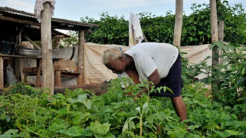 imageBROKER/Alamy The Pledge in Defense of the Culinary Culture of Brasil is designed to recognise family growers as the basis of the food chain (Credit: imageBROKER/Alamy)