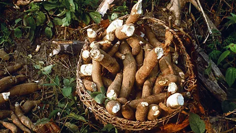 INTERFOTO/Alamy Many of Brazil’s food experts believe that manioc is the foundation of the country’s cuisine (Credit: INTERFOTO/Alamy)