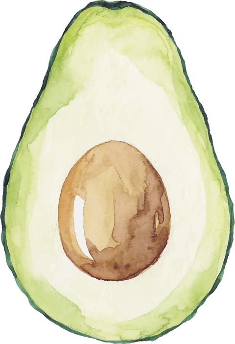 Watercolour of an avocado
